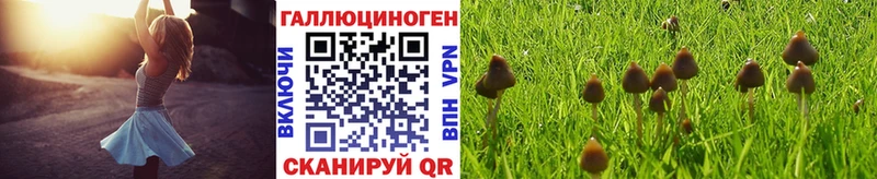 Галлюциногенные грибы Psilocybine cubensis Новокузнецк